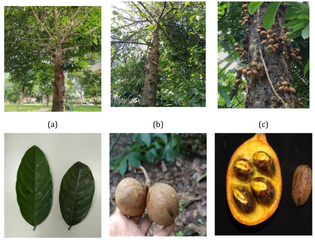 Figure 1. Morphology of Kepel (S. burahol) plant (a) trees, (b) tree trunk, (c) tree trunk with fruit, (d) leaves, (e) fruit, and (f) flesh fruit and seed