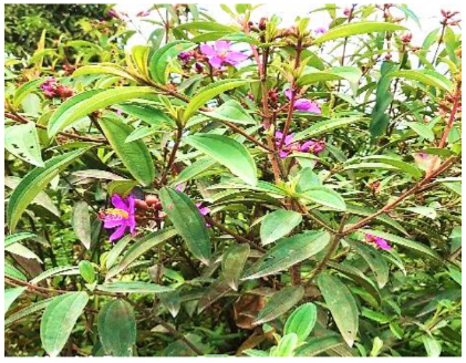 Figure 1. Melastoma malabathricum leaves